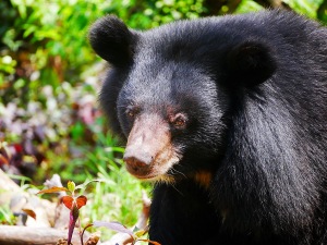 A black bear 